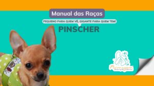 manual da raça pinscher