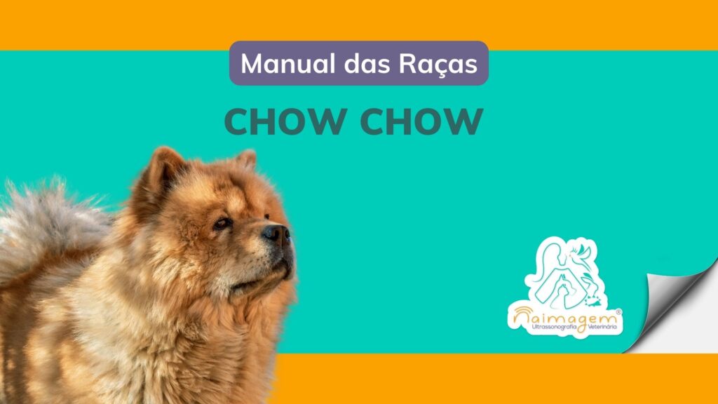 manual das raças - chow chow