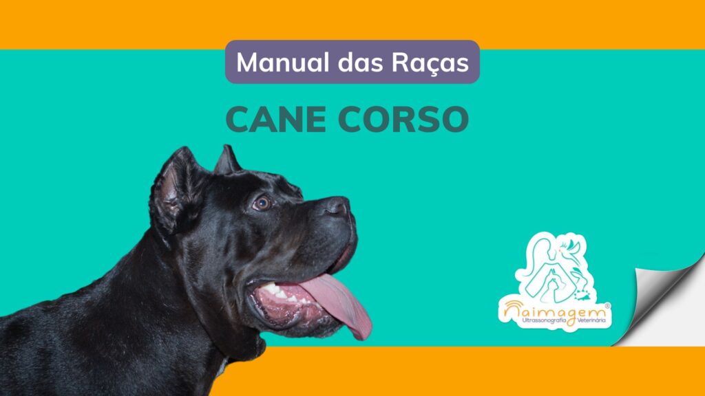 Cane Corso