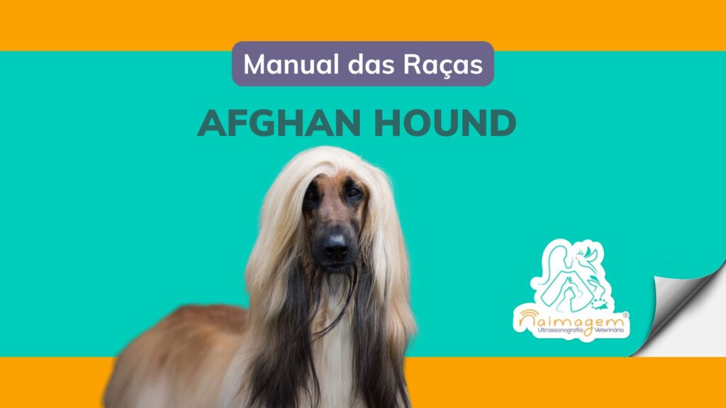 Manual das Raças - Afghan Hound