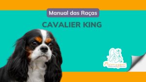 Manual das Raças - Cavalier King