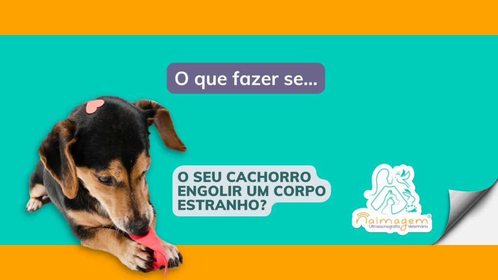 ultrassom veterinário