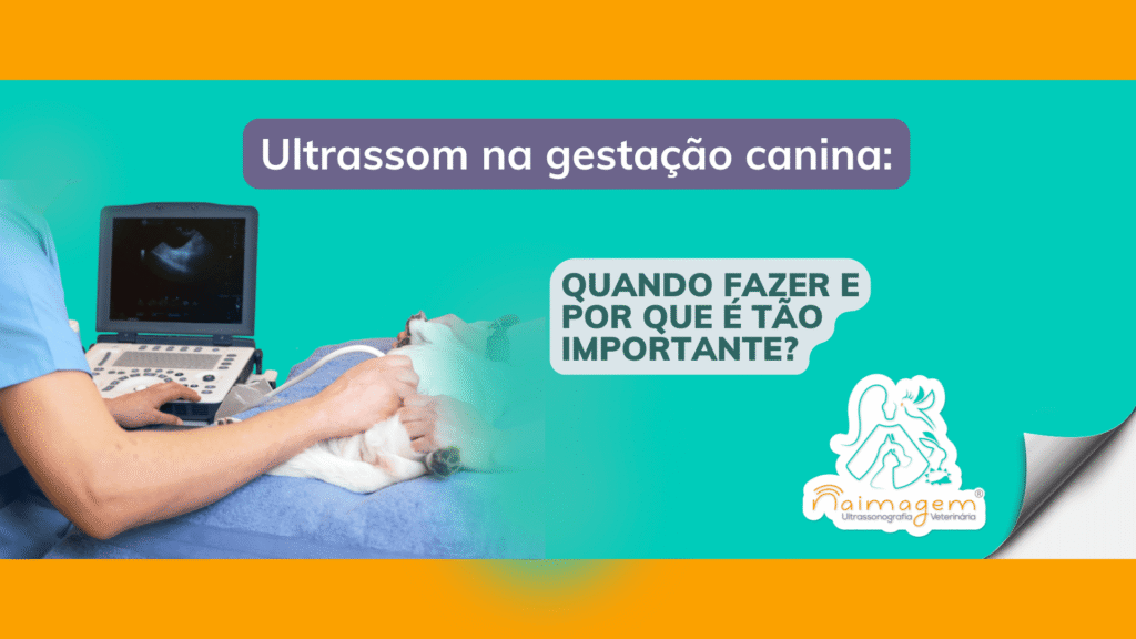 Imagem de cadela prenha fazendo ultrassom.