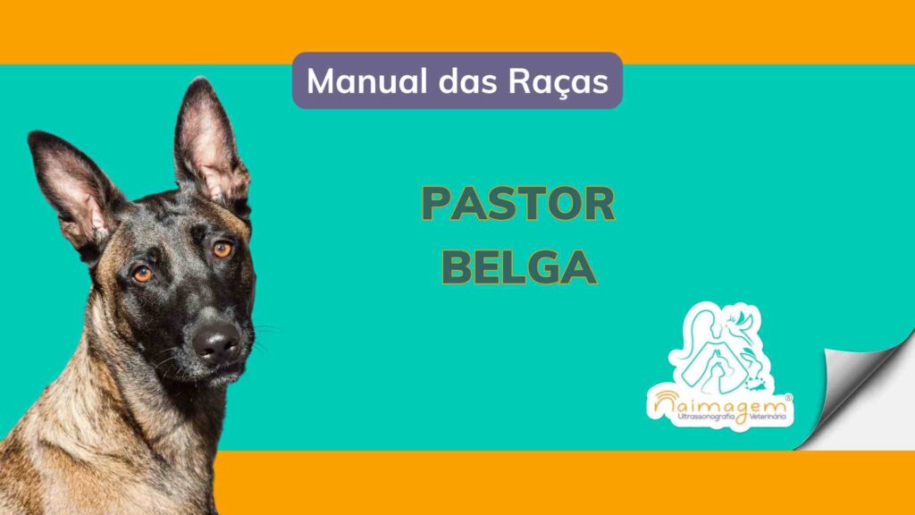 pastor belga
