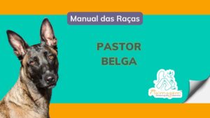 pastor belga