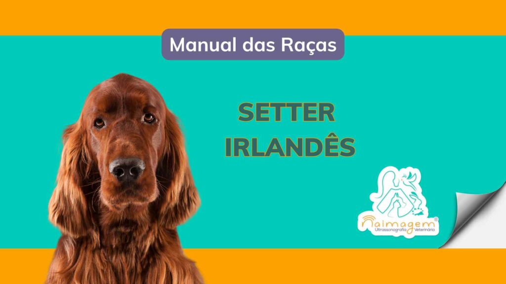 Setter Irlandês